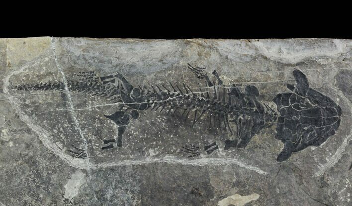Discosauriscus (Early Permian Reptiliomorph) #94510